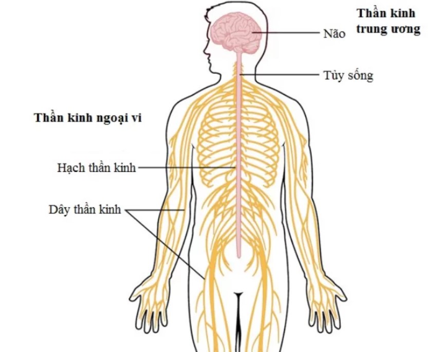 Chức năng chính của HTKNB là liên kết hệ thần kinh trung ương (HTKTƯ) với các chi và cơ quan.